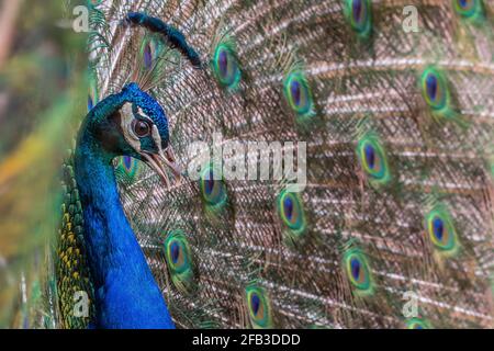 Pfauenmännchen der Pfau, auch bekannt als der gewöhnliche Pfau, ist hell gefärbt, mit einem überwiegend blauen fächerähnlichen Kamm aus Draht mit Spatel- Stockfoto