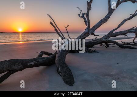 Großes Treibholz am Strand im Vordergrund auf Jekyll Island, Georgia, mit der hellen Sonne, die im Frühling über dem Meer untergeht Stockfoto