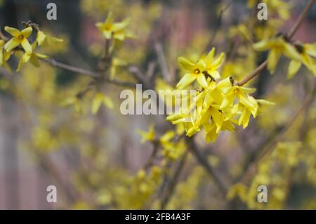 Blühender Forsythia-Strauch. Gelbe kleine Blüten Stockfoto