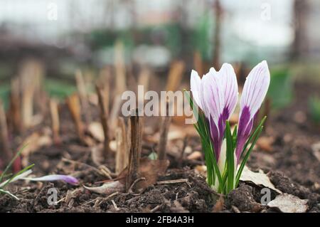 Weiße und violette Krokusse. Primeln blühen im April Stockfoto