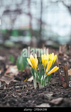 Gelbe Krokusse im Wald. Primeln blühen im April Stockfoto