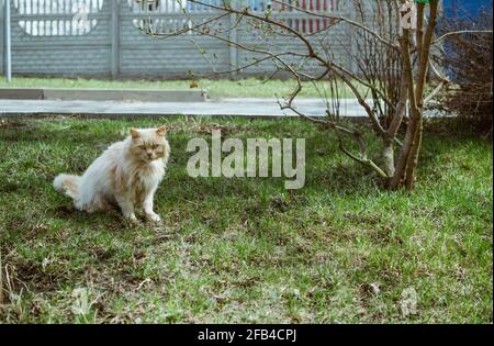 Flauschige, obdachlose, schmutzige Katze sitzt auf dem Gras neben dem Baum Im Frühling Stockfoto