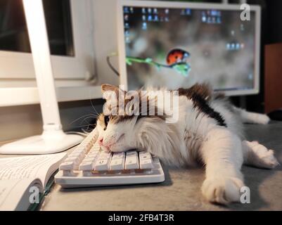 Die Katze liegt auf der Tastatur und schaut auf die Öffnen Sie das Buch Stockfoto