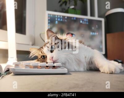 Die Katze liegt auf der Tastatur und schaut auf die Öffnen Sie das Buch Stockfoto