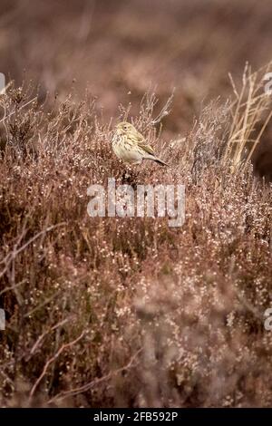 Skylark (Alauda arvensis) auf Heidekraut Stockfoto