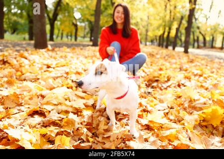 Attraktive junge Frau mit langen brünetten Haaren, trägt übergroße rote Pullover & Mama Jeans zu Fuß im Park ihr Jack Russell Terrier Welpen, gelbe verlassen Stockfoto