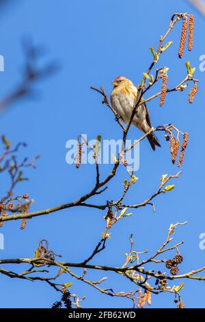 Redpoll (Acantthis flammea) thront in einem Baum Stockfoto