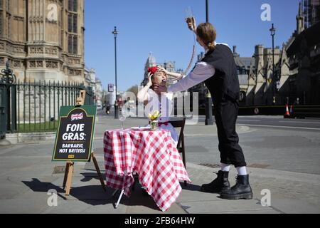 London, Großbritannien. April 2021. Am St. George's Day, dem 23. April, sitzt eine PETA-Unterstützerin (People for the Ethical Treatment of Animals) in einem rot-weißen Kleid mit englischer Flagge an einem Esstisch - unter dem ein Schild mit der Aufschrift „Foie Gras: Barbarisch, nicht britisch“ steht - und wird ihr Abendessen durch einen Schlauch „zwangsernährt“. Genauso Pumpen Foie Gras-Produzenten Getreide in die Mägen von verängstigten Gänsen und Enten, um ihre Lebern zu vergrößern, ein Prozess, der so unbritisch ist, dass es in Großbritannien illegal ist. Kredit: SOPA Images Limited/Alamy Live Nachrichten Stockfoto