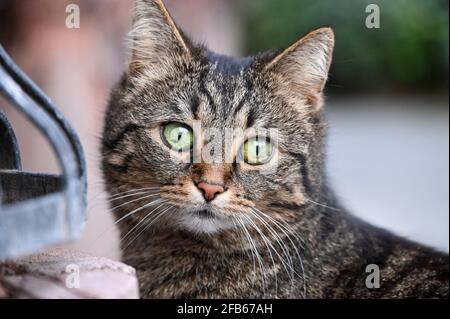 Eine neugierige grau gestromte Katze mit grünen Augen aus der Nähe Stockfoto
