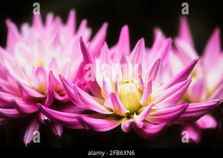 Dahlia, Nahaufnahme von rosa gefärbten Blumen, die im Freien wachsen. Stockfoto