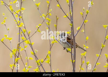Schilfbunker (Emberiza schoeniclus) in einem Busch Stockfoto