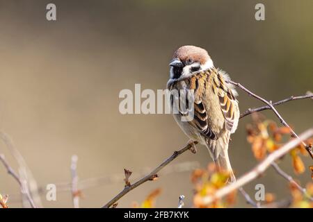 In einem Busch thronender Baumsperling (Passer montanus) Stockfoto