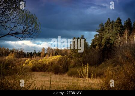 Dichter, farbenprächtiger Wald mit wolkig-dramatischem Himmel bei goldenem Sonnenaufgang. Stockfoto