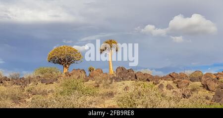 Afrikanische Panoramalandschaft mit Quivertree-Wald und Granitfelsen mit dramatischem Himmel. Keetmanshoop Namibia Stockfoto