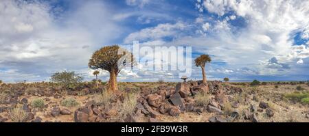 Afrikanische Landschaft mit Quivertree-Wald und Granitfelsen mit dramatischem Himmel. Keetmanshoop Namibia Stockfoto