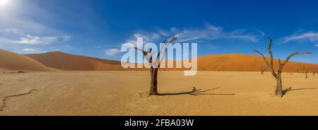 Tote Kameldornbäume und die roten Dünen von Deadvlei in der Nähe der berühmten Salzpfanne von Sossusvlei. Namib-Naukluft National Park, Namibia. Panorama Stockfoto