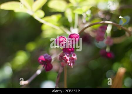 Schönes Bild von rosa Blüten von Schokoladenrebe oder akebia Chinata Stockfoto