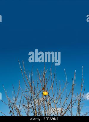 Der letzte Apfel hängt an einem Baum mit abgefallenen Blättern, an einem blauen Himmel. Herbst in der Apfelallee. Stockfoto