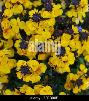 Vollbildaufnahme von leuchtend gelben erysimum-Blüten im Frühling Stockfoto
