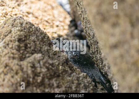 Marmorierte Krabben versteckt sich zwischen den Felsen im Schatten Stockfoto