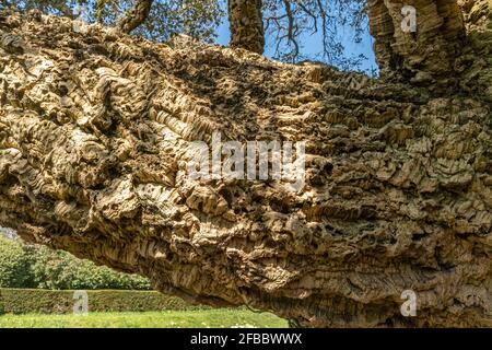 Korkbaum (Quercus suber, auch Korkeiche genannt), die primäre Quelle von Kork für Weinflaschen-Stopper (Korken) Stockfoto