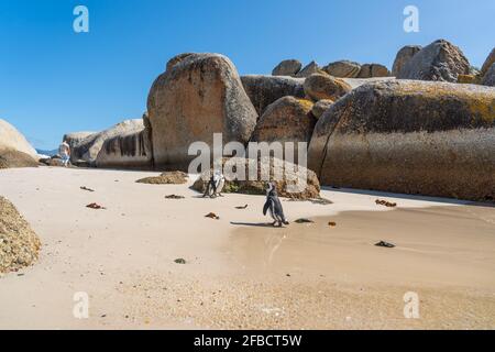 African Penguin am Boulders Beach bei Simons Town auf der Kap-Halbinsel, Südafrika, eine der wenigen Kolonien von African Penguin Stockfoto