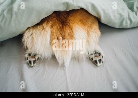 Heck des Corgi-Hundes, der aus der Bettdecke herausragt Stockfoto