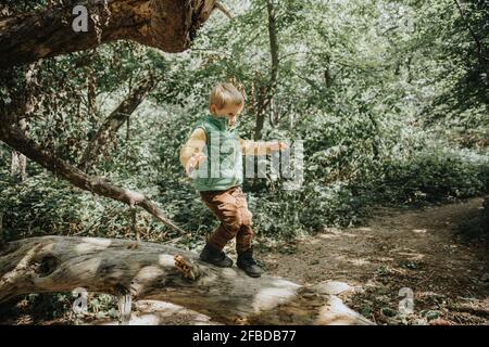 Vorschulkinder Junge balanciert auf gefallenen Baumstamm im Wald während Urlaub Stockfoto