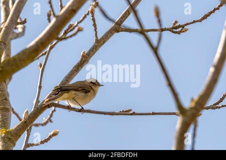 Chiffchaff, Phylloscopus collybita, thront auf dem Ast eines Baumes. Stockfoto