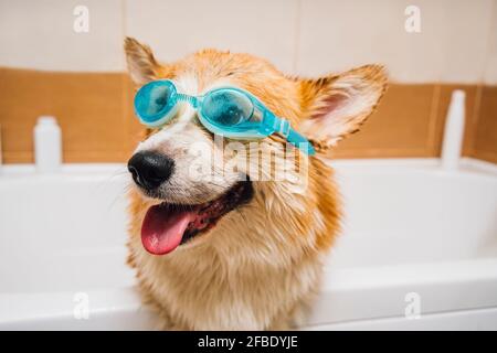 Porträt eines Corgi-Hundes mit einer Schwimmbrille in der Badewanne Stockfoto