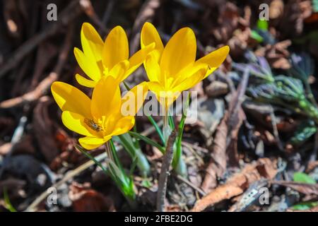 Leuchtend gelbe Krokusse blühen an aufgetauten Stellen, nachdem der Schnee im Frühjahr schmilzt. Stockfoto