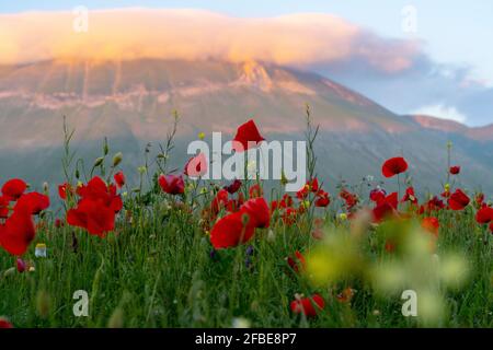 Mohnblumen blühen auf dem Piano Grande-Hochplateau bei Sonnenuntergang Stockfoto