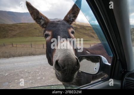 Ein lustiger Esel mit großen Ohren und einem niedlichen Gesicht, der neugierig ins Fenster des Autos schaut und ein Essen bettelt. Stockfoto