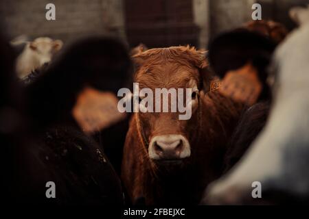 Niedliches Kalb im Corral auf dem Bauernhof Stockfoto