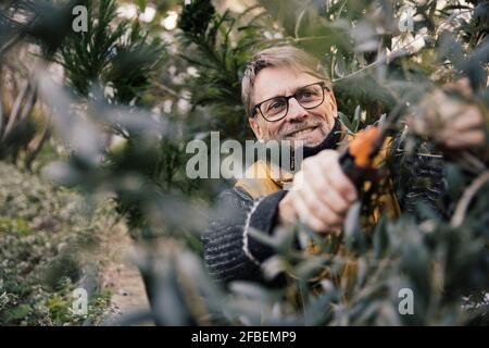 Porträt eines lächelnden reifen Mannes, der Olivenbaum beschnitt Stockfoto