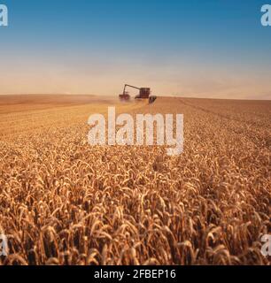 Weizenernte, Palouse, Idaho, Vereinigte Staaten von Amerika Stockfoto