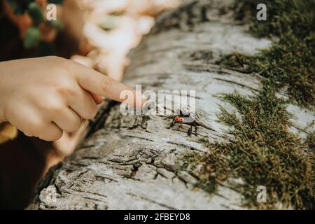 Jungen Finger zeigt Marienkäfer auf moosigen Ast Stockfoto