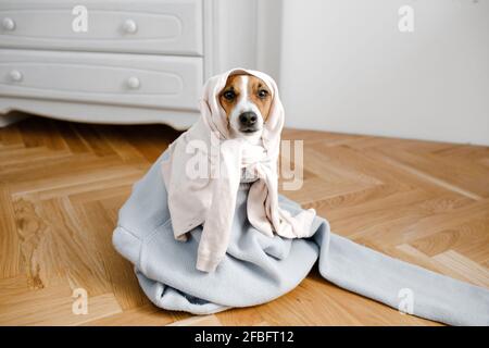 Hund in Pullover sitzt auf dem Boden zu Hause Stockfoto