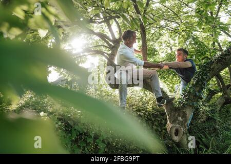 Vater hilft Sohn Baum im Hinterhof zu klettern Stockfoto