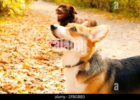 Pembroke welsh Corgi auf einem Spaziergang im Park an schönen warmen Herbsttag. Zwei verschiedene Rassen Hunde spielen im Freien, viele gefallene gelbe Blätter auf dem Boden. Co Stockfoto