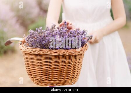 Frau in weißem Kleid hält Korbkorb mit einem Lavendel auf dem Feld. Stockfoto