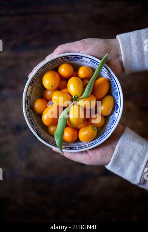 Die Hände der Frau halten eine Schüssel mit Kumquats Stockfoto