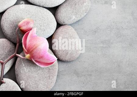 Spa Steine und rosa Orchidee auf dem grauen Hintergrund. Spa-Konzept. Stockfoto