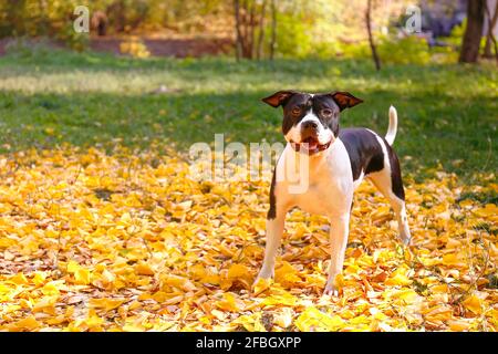 Fröhliche schwarz-weiße amerikanische Angestellte Terrier auf einem Spaziergang im Park an schönen warmen Herbsttag. Junger Hund mit maskulinem Look im Freien, viele gelblich Stockfoto