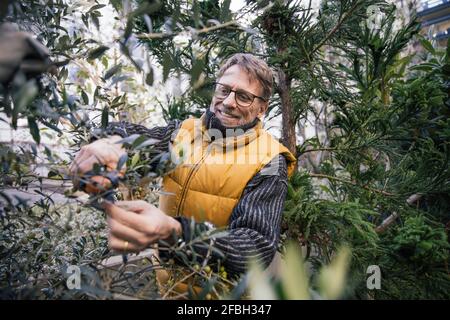 Porträt eines lächelnden reifen Mannes, der Olivenbaum beschnitt Stockfoto