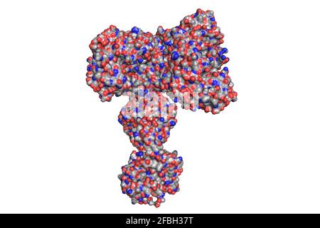 Monoklonaler Anti-CD19-Antikörper zur Behandlung des akuten lymphoblastischen B-Zells Leukämiemolekül (ALLE) 3D-Renderstruktur Stockfoto