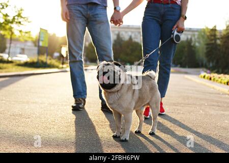 Lustiger Puppy aus Mops, der auf dem Boden in der Nähe der Füße der Besitzer auf einem Betonweg im Park sitzt. Hündin & Rüde wandernder junge reinrasseehund an der Leine, Stockfoto