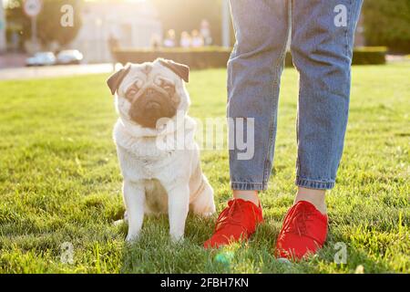 Lustiger Puppy aus Mops, der auf dem Boden neben den Füßen der Besitzerin auf dem grünen rasen im Park sitzt. Hipster Hündin, die auf einer lea läuft, junge reinrasseige Ahnendrüde Stockfoto