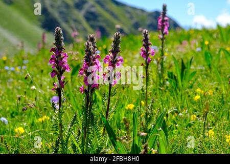 Nahaufnahme des quirligen Lausewort (Pedicularis verticillata), der auf einer Bergwiese blüht Stockfoto