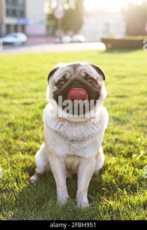 Porträt von lustigen molligen jungen Mops Hund auf grünen mawed Darlehen des Stadtparks, weichen Sonnenuntergang Licht. Pedigree reinrassig Welpen ruhen nach dem Spaziergang auf heißen Sonne Stockfoto